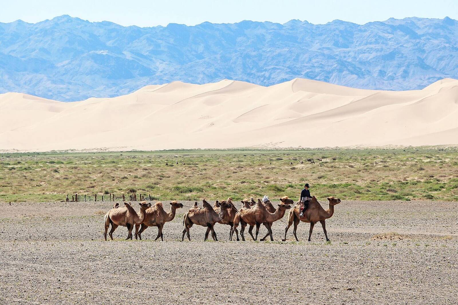 A camel caravan crossing the plain below the Khongoryn Els sand dunes in the Gobi Desert